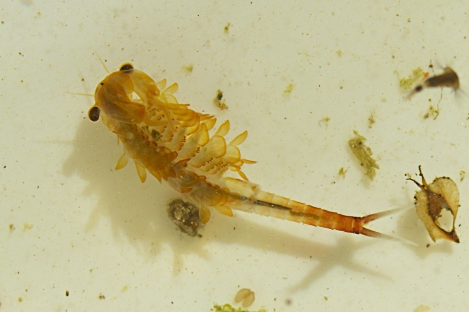 Springtime Fairy Shrimp