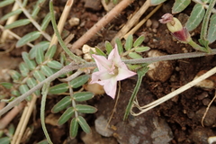 Convolvulus sagittatus