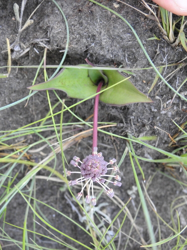 Image of Ledebouria sandersonii by (c) katuchka, some rights reserved (CC BY)