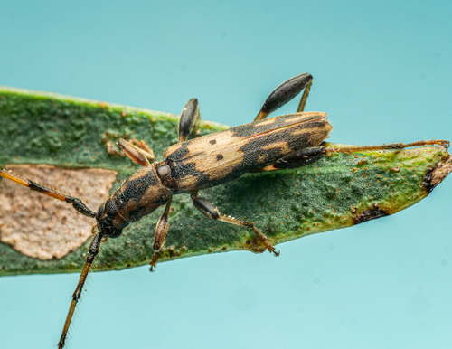 Skeletodes bimaculata