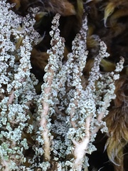 Stereocaulon vesuvianum