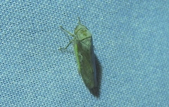 Hamana gelbata