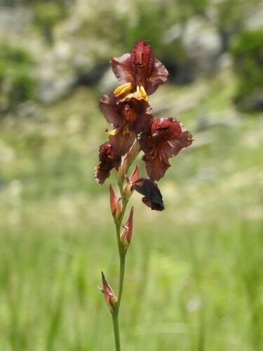 Image of Sheath Gladiolus (Gladiolus woodii) by (c) katuchka, some rights reserved (CC BY)