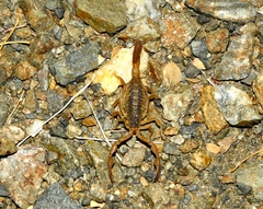 Centruroides baldazoi