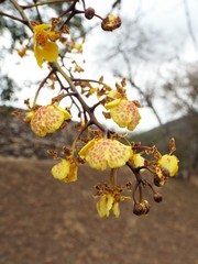 Trichocentrum biorbiculare