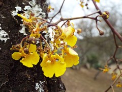 Trichocentrum biorbiculare