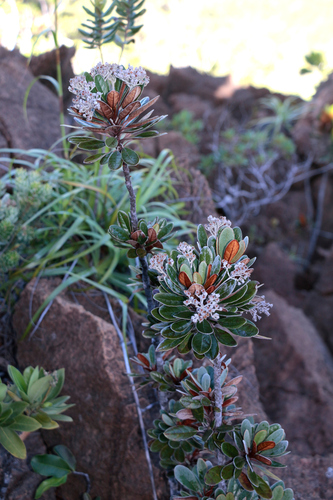 Argophyllum grunowii observed 2023-04-09