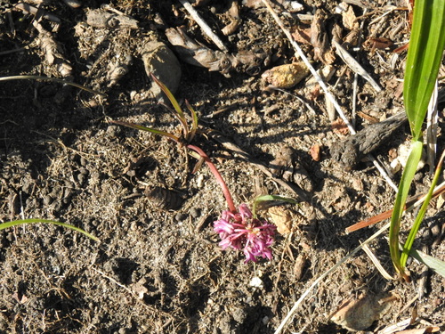 Image of Ledebouria leptophylla by (c) katuchka, some rights reserved (CC BY)