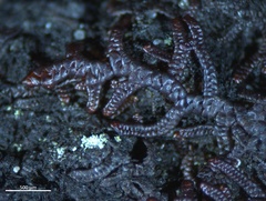 Frullania californica