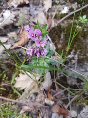 Arabis rosea