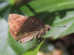 Pellicia dimidiata dimidiata