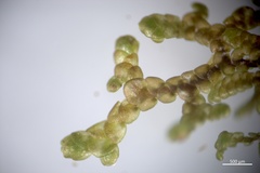 Frullania franciscana