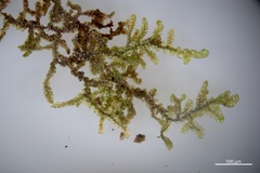 Frullania franciscana