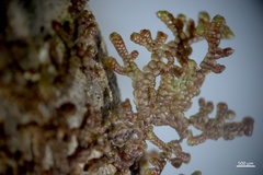 Frullania franciscana