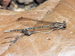 Argia extranea