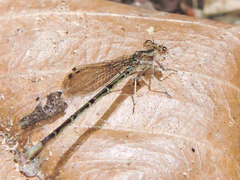 Argia extranea