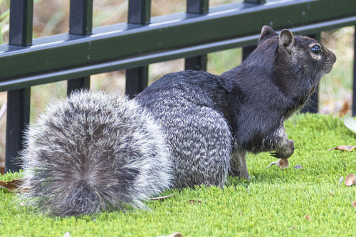 Rock Squirrel, photo 10 of 10