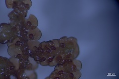 Frullania franciscana