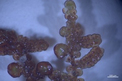 Frullania franciscana