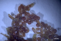 Frullania franciscana