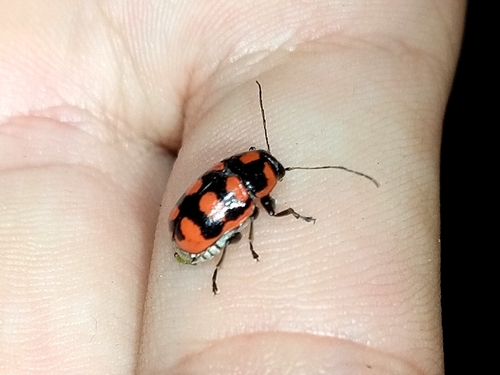 Metallactus kollari