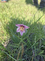 Fritillaria pluriflora