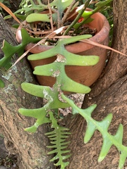 Disocactus anguliger