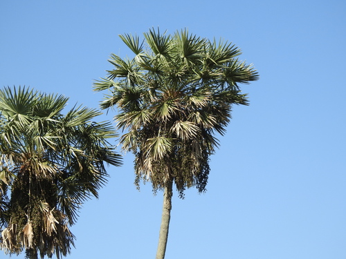 Copernicia alba