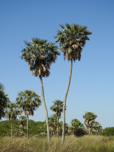 Copernicia alba