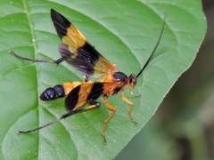 Macrojoppa
