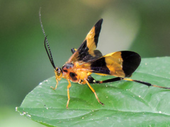 Macrojoppa