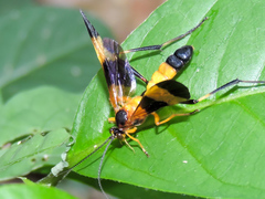 Macrojoppa