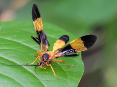 Macrojoppa
