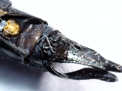 Hemicordulia eduardi