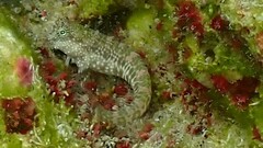 Patzner's Blenny photo 4