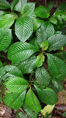 Rhynchotechum formosanum