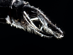 Hemicordulia eduardi