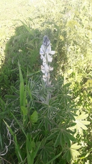 Lupinus pilosus