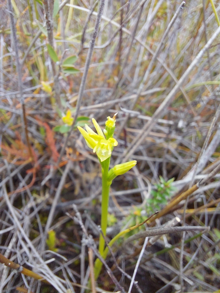 Prasophyllum abblittiorum