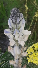 Lupinus pilosus