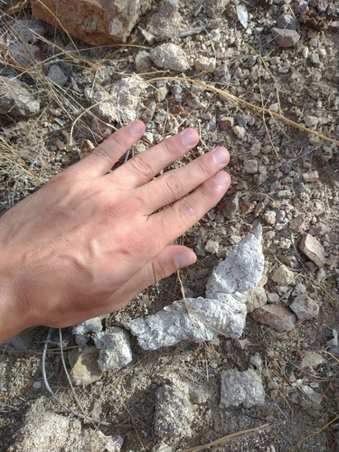 Mountain Lion photographed in Arizona