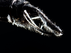 Hemicordulia eduardi