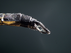 Hemicordulia eduardi