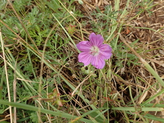 Geranium multisectum