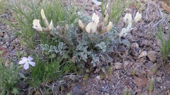 Astragalus purshii