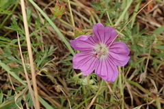Geranium multisectum