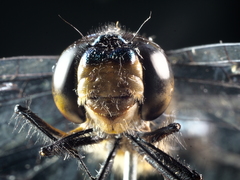 Hemicordulia eduardi