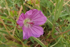 Geranium multisectum