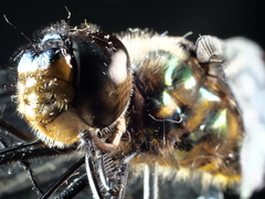 Hemicordulia eduardi