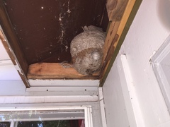 Dolichovespula maculata